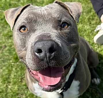 Photo of Roscoe