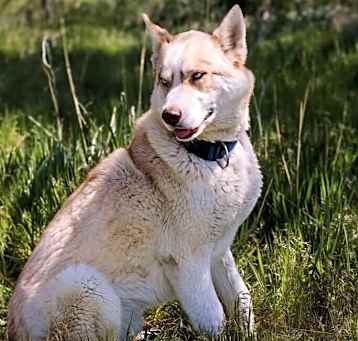 Photo of Kodiak