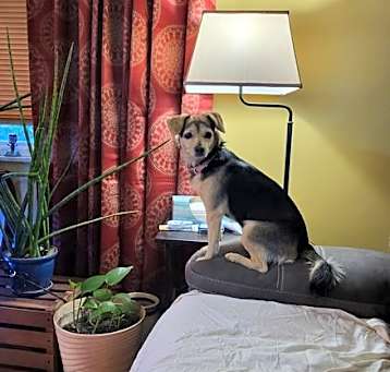 Photo of Ginger