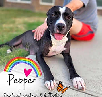 Photo of Pepper