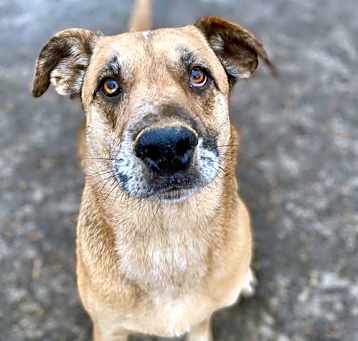 Photo of Huckleberry