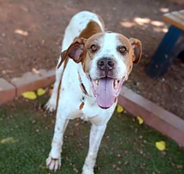 Photo of Blaze *Sponsored, Active, Love