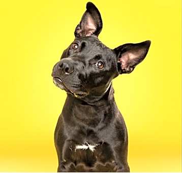 Photo of Missy