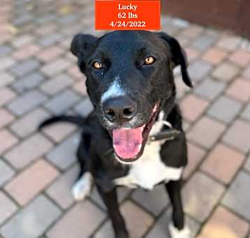 Photo of Lucky