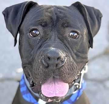 Photo of Diesel - Foster or Adopt Me!