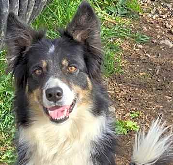 Photo of Aussie/BC Stella