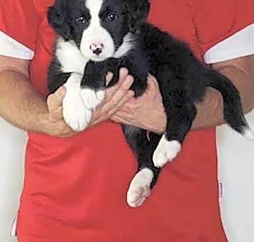 Photo of Teddy