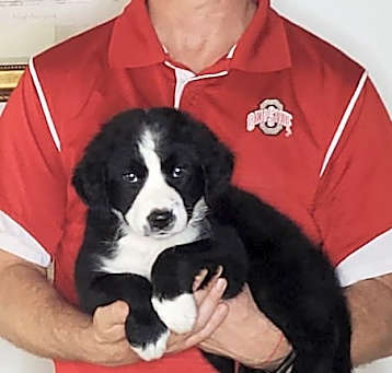 Photo of Toby