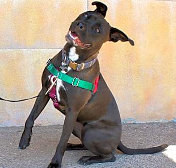 Photo of Nala