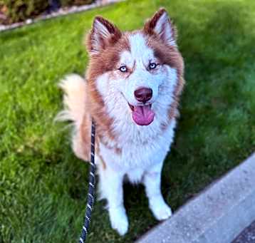 Photo of Chevy