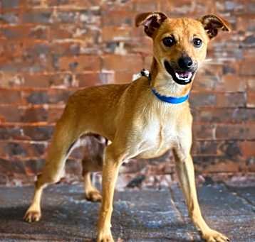 Photo of Harley