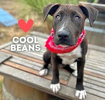 Photo of Cool Beans