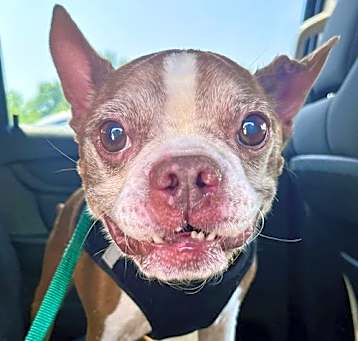 Photo of Murphy