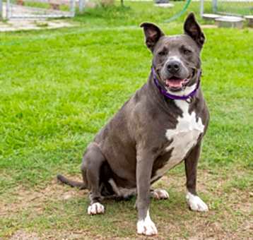 Photo of Gracie