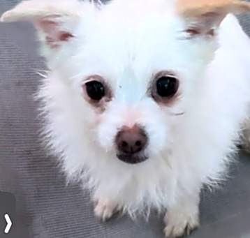 Photo of Mishka