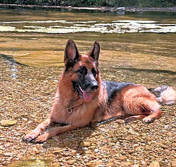 Photo of Bruno