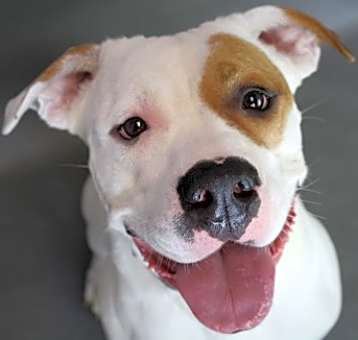 Photo of Sweet Pea
