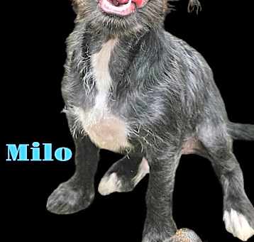 Photo of Milo