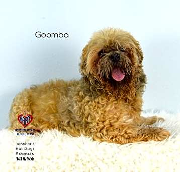 Photo of Goomba