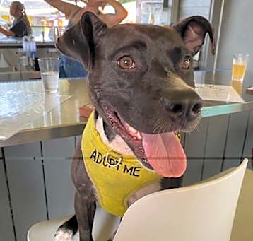 Photo of Coco (In Foster)