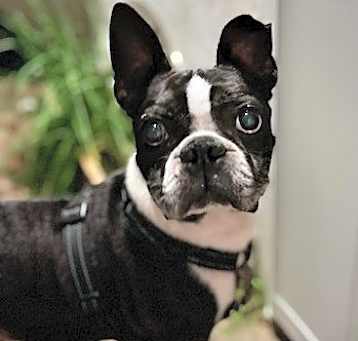 Photo of Teddy