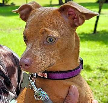 Photo of JellyBean
