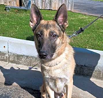 Photo of Atticus
