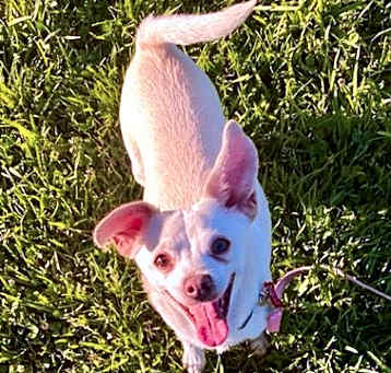 Photo of Lily