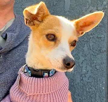 Photo of Trixie