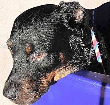 Photo of Reggie