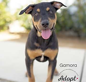 Photo of Gamora