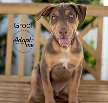 Photo of Groot