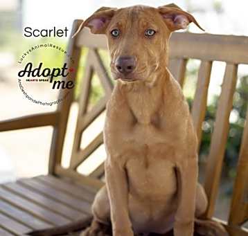 Photo of Scarlet
