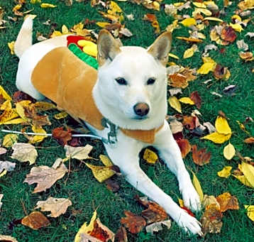 Photo of Kaya