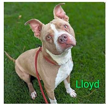 Photo of Lloyd