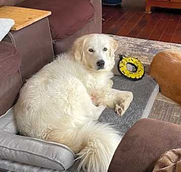 Photo of Hank