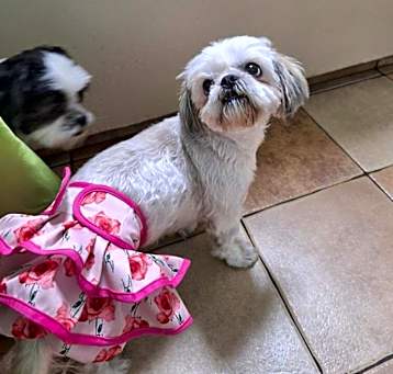 Photo of Snowy & Moses