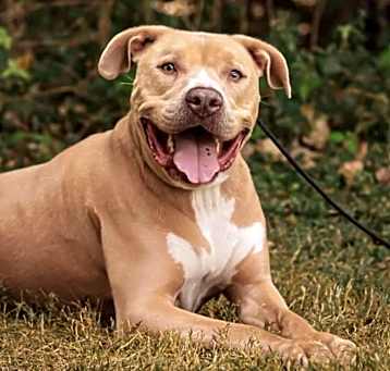 Photo of Chance