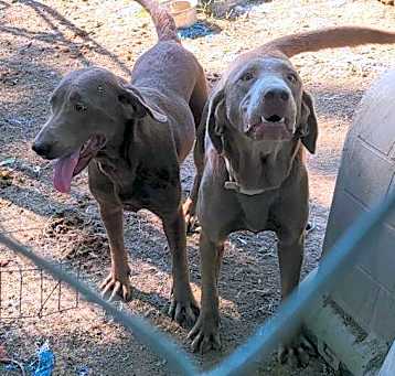 Photo of Roxie & Bambi