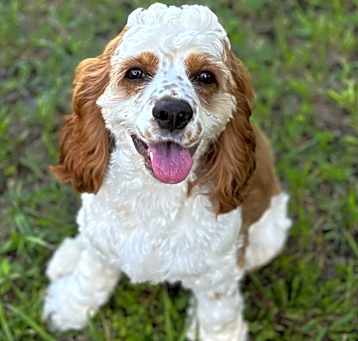 Photo of Snowy
