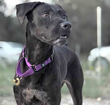 Photo of DIXIE