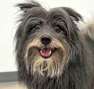Photo of Oscar