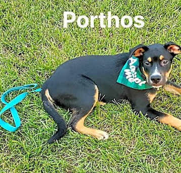 Photo of Porthos