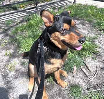 Photo of Bodie