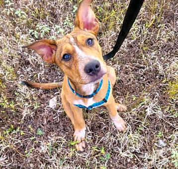 Photo of Patch