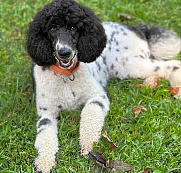 Photo of Oreo
