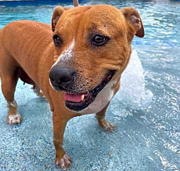 Photo of GINGER