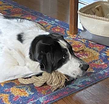 Photo of Bailey