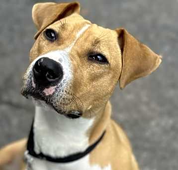 Photo of Gingersnap
