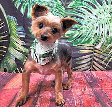 Photo of Bruno